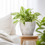 Ceramic Planter 8 Inch Plant Pot with Drainage Hole and Saucer Ceramic Pots for Indoor Plants Outdoor Large Flower Pot for Home Decor White