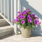 UV Resistant Artificial Petunias 4PCS Fake Flowers 13.3In Artificial Flowers for Outdoors Silk Flowers Fake Hanging Basket Plants Suitable for Outdoor Porch Decor Patio Decor, Dark Purple