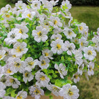 White Artificial Outdoor Flowers 12 Bundles Daisy Elegant All-Weather Spring Summer Decoration Realistic Look for Outdoor Front Porch Events and Landscaping (White Daisy)