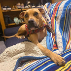 UKELER Boho Sherpa Throw 60'' x 50''- Bohemian Soft Plush Flannel Throw Blankets for Bed/Couch/Sofa/Office/Camping