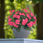 Artificial Impatiens Bouquet Flowers for Outdoors Silk Faux Flowers for Outdoor Impatiens Plants Decor Indoor Planters Kitchen Planters and Balcony Decorations 2PCS（Rose Red）