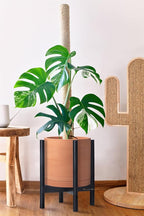 D'vine Dev Terracotta Planter with Ebony Stand - 12 Inch Modern Round Flower Pot with Wood Planter Holder, Terracotta, 55-B-H-5