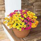 Daisy Artificial Flowers for Outdoors Fall Autumn Decoration, 6 Bundles Fake Mums Silk Flowers for Outside Look Real UV Resistant Fake Plants Faux Flowers for Planter Front Door Home Indoor Porch, Mix