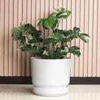 Elly Décor 10 inch Plastic Cylinder Planter Pot with Self-Watering Saucer and Drainage Hole,Lightweight & Extremely Durable, 10"x 10", White