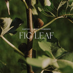 Antica Farmacista Home Ambiance Diffuser, Fig Leaf, 8.45 Fl Oz