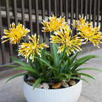 Fake Plants Outdoor with Flowers Artificial Agapanthus Large Plastic Faux Flower 8 Bundles 18.9 in Spring Summer Decoration for Patio Front Porch Platers Decor Outside