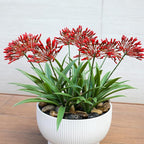 Artificial Flowers for Outdoors 18.9 in Large Fake Plants Outdoor Red Flower Agapanthus Spring Summer Decoration Outside for Front Porch Garden Window Box Decortion