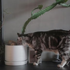 8 Inch Pots for Plants, Ceramic Planter Pot with Drainage Hole & Saucer, Indoor/Outdoor Cylinder Round Planter Pot, Matte White