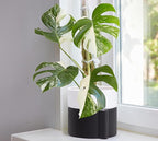 Phoenix Vine 6.5 Inch Self-Watering Planter Pot with Terracotta Insert, Deep Water Reservoir, and Ceramic-Alike BPA-Free Plastic Pot for Plant, Modern Planter for Houseplants, Black/White, 53-C-S-7