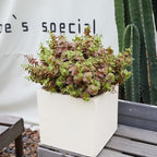 alyptus Artificial Fall Leaves Plant – 8PCS Outdoor Fake Greenery Boxwood Shrubs UV Resistant Fake Plants for Porch, Patio, Thanksgiving or Autumn Home Decor - Fall Leaves