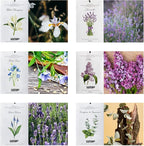 MYARO 12 Pcs Scented Sachets for Drawer and Closet, Long-Lasting Sachets Bags Air Freshener, Potpourri Bags 6 Fresh Scents - Lavender, Linen, Lilac, Eucalyptus Mint, Lemon Verbena, White Champaca