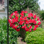 Ivydale Artificial Fake Camellia Flowers Plants for Outdoor Outside Fall Decoration, Faux Silk Hotpink Camellias UV Resistant Look Real for Planter Porch Patio Garden Yard, 3 Large Bundles