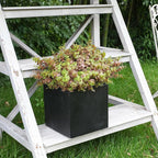 alyptus Artificial Fall Leaves Plant – 8PCS Outdoor Fake Greenery Boxwood Shrubs UV Resistant Fake Plants for Porch, Patio, Thanksgiving or Autumn Home Decor - Fall Leaves