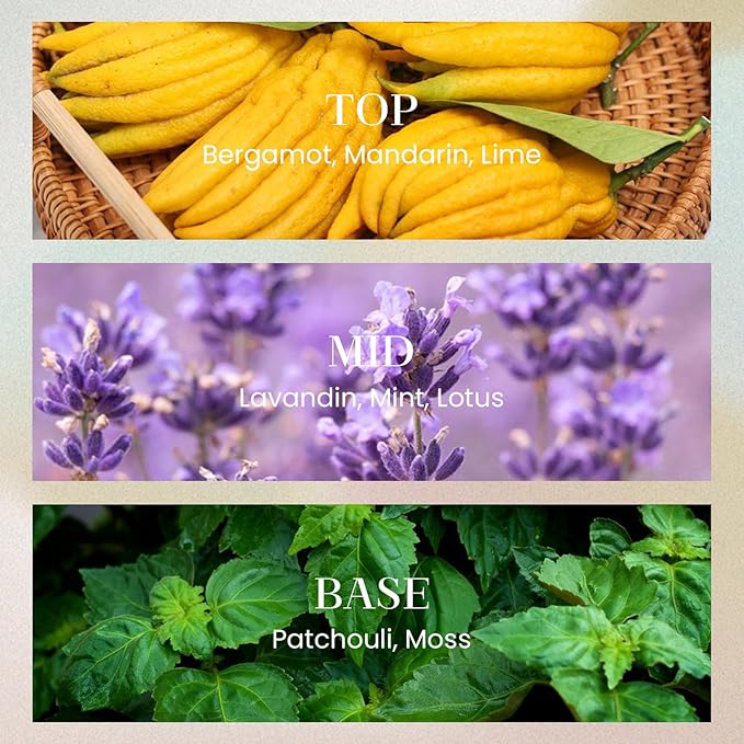 M&SENSE 6.3 oz Large Reed Diffuser Set | Lime Basil Scent Oil Diffuser with Sticks | Hotel Collection Non-Toxic Essential Oil |for Bedroom Bathroom Living Room