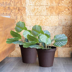 Elly Décor Set of 2 10 inch Round Saucer Modern Self Watering Planter Plates, Pots with Rattan-Like Finish, 10x10 chococlate Brown