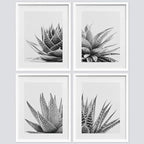 SIGNWIN Framed Black White Snake Plant Agave Cactus Succulent Wall Art, Set of 4 Floral Botanical Wall Decor Prints, Nature Wilderness Wall Décor for Living Room, Bedroom - 12"x16" White
