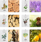 MYARO 12 Pcs Scented Sachets for Drawer and Closet, Long-Lasting Air Freshener Sachets Bag, Closet Deodorizer Potpourri Bags, 6 Fresh Scents - Cedar, Sandalwood, Lemon, Eucalyptus, Patchouli, Oud Wood