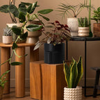 Phoenix Vine 6.5 Inch Self-Watering Planter Pot with Terracotta Insert, Deep Water Reservoir, and Ceramic-Alike BPA-Free Plastic Planter Pot for Plant, Modern Planter for Houseplants, Black, 53-A-S-2