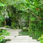 Aera Bamboo Jardin - Essential Oil for Home - Garden Fragrance - Notes of Lush Greens and Citrus - Scent Refill - Works with The Aera Diffuser