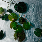 Nest New York Reed Diffuser, Forest Rain - 5.9 fl oz - Fragrance for Up to 90 Days - Reusable, Refillable Glass Holder - Includes 8 All-Natural Reed Sticks - Flame Free