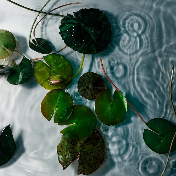 Nest New York Reed Diffuser, Forest Rain - 5.9 fl oz - Fragrance for Up to 90 Days - Reusable, Refillable Glass Holder - Includes 8 All-Natural Reed Sticks - Flame Free