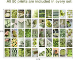 Y2K BOO Matcha Green Wall Collage Kit - 50 Aesthetic Posters for Room Decor, Perfect for Dorms and Bedrooms, Trendy Green Wall Art for Teen Girls and Modern Spaces