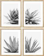 SIGNWIN Poster Set Black White Snake Plant Agave Cactus Succulent Close Up Floral Botanical Photography Modern Art Decorative Scenic Multicolor Nature Wilderness for Bedroom - 8"x10"x 4
