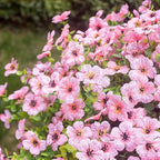 Pink Artificial Outdoor Flowers 12 Bundles Vibrant Wild Flowers Silk Daisy Faux Floral Plants Arrangements for Porch, Yard, or Flower Bed Decor (Pink Daisy)