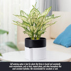 Phoenix Vine 6.5 Inch Self-Watering Planter Pot with Terracotta Insert, Deep Water Reservoir, and Ceramic-Alike BPA-Free Plastic Pot for Plant, Modern Planter for Houseplants, White/Black, 53-B-S-4