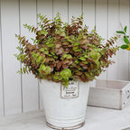 alyptus Artificial Fall Leaves Plant – 8PCS Outdoor Fake Greenery Boxwood Shrubs UV Resistant Fake Plants for Porch, Patio, Thanksgiving or Autumn Home Decor - Fall Leaves