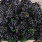 Hananona 6 Pcs Artificial Geranium Flowers for Outdoors Geranium Silk Flowers Outdoor UV Resistant Garden Plants Faux Black Flower for Home Kitchen Halloween Table Centerpieces Decor (6, Black)