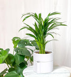 Phoenix Vine 6.5 Inch Self-Watering Planter Pot with Terracotta Insert, Deep Water Reservoir, and Ceramic-Alike BPA-Free Plastic Pot for Plant, Modern Planter for Houseplants, White, 53-A-S-1