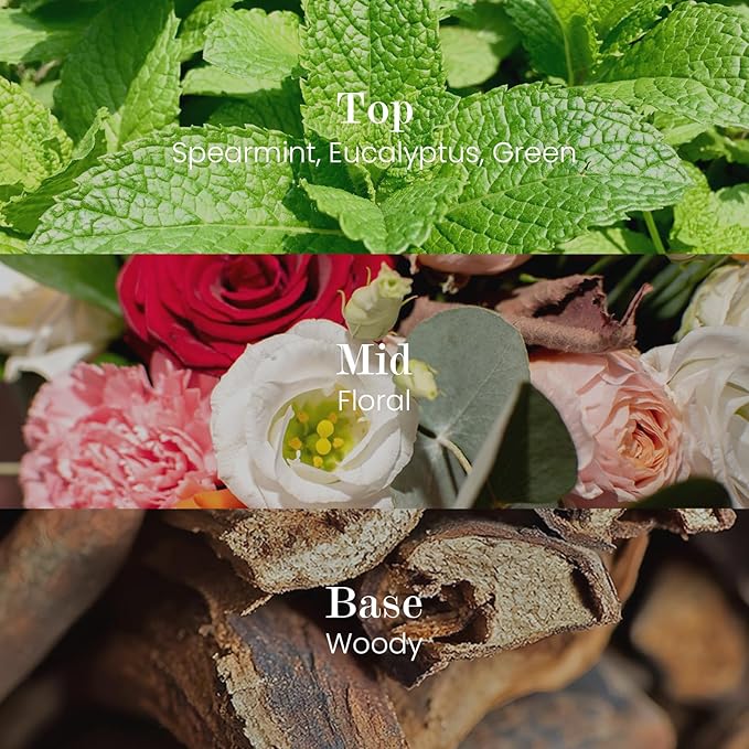 M&SENSE Natural Soy Candle| City Oasis | 16.6 oz, 95H Burn | Minimalist Scented Candle for Relaxation, Gifting, Home Décor | for Bedroom, Office, Party Large