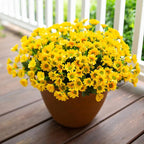 Daisy Artificial Flowers for Outdoors Fall Autumn Decoration, 6 Bundles Fake Mums Yellow Silk Flowers for Outside Look Real UV Resistant Faux Flowers Plants for Planter Front Door Home Indoor Porch