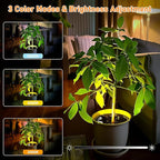 4 Pack Wireless Spot Lights Indoor, Battery Operated Uplighting, Mini Spotlight with Remote 3CCT Tree Lights Indoor, Accent Wall Lights for Display Plant Picture Dartboard