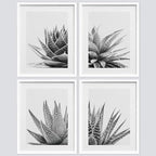SIGNWIN Framed Black White Snake Plant Agave Cactus Succulent Wall Art, Set of 4 Floral Botanical Wall Decor Prints, Nature Wilderness Wall Décor for Living Room, Bedroom - 8"x10" White