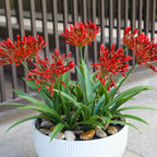 Artificial Flowers for Outdoors 18.9 in Large Fake Plants Outdoor Red Flower Agapanthus Spring Summer Decoration Outside for Front Porch Garden Window Box Decortion