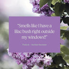 Aera Lilac Daydream Home Fragrance Scent Refill - Notes of Dewy Leaves and Spring Blossoms - Works with The Aera Diffuser