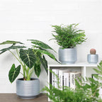 8 Inch + 6 Inch Ceramic Plant Pots Indoor with Drainage – Flower Pot Set, Decorative Indoor Planters for House Plants and Garden Use