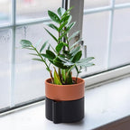 6.5 Inch Self-Watering Planter Pot with Terracotta Insert, Deep Water Reservoir, and Ceramic-Alike BPA-Free Plastic Pot for Plant, Modern Planter for Houseplants, Black/Terracotta, 53-B-S-5