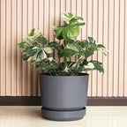 Elly Décor 12 inch Plastic Cylinder Planter Pot with Self-Watering Saucer and Drainage Hole,Lightweight & Extremely Durable, 12"x 12", Gray