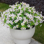 White Artificial Outdoor Flowers 12 Bundles Daisy Elegant All-Weather Spring Summer Decoration Realistic Look for Outdoor Front Porch Events and Landscaping (White Daisy)