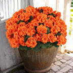 Hananona 6 Pcs Artificial Geranium Flowers for Outdoors Geranium Silk Orange Flower Outdoor UV Resistant Patio Plants Faux Autumn Flowers for Fall Home Kitchen Table Centerpieces (6, Orange)