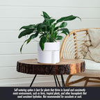 Phoenix Vine 6.5 Inch Self-Watering Planter Pot with Terracotta Insert, Deep Water Reservoir, and Ceramic-Alike BPA-Free Plastic Pot for Plant, Modern Planter for Houseplants, White, 53-A-S-1