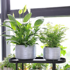 8 Inch + 6 Inch Ceramic Plant Pots Indoor with Drainage – Flower Pot Set, Decorative Indoor Planters for House Plants and Garden Use