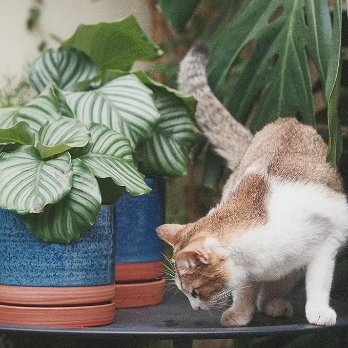 8 Inch Pots for Plants, Ceramic Planter Pot with Drainage Hole & Saucer, Indoor/Outdoor Cylinder Round Planter Pot, Blue & Terracotta