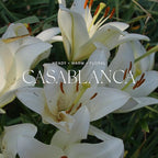 Antica Farmacista Room Spray - Casablanca, 3.4 Fl Oz (Pack of 1)