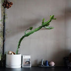 8 Inch Pots for Plants, Ceramic Planter Pot with Drainage Hole & Saucer, Indoor/Outdoor Cylinder Round Planter Pot, Matte White