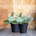 Elly Décor Set of 2 10 inch Round Saucer Modern Self Watering Planter Plates, Pots with Rattan-Like Finish, 10x10 Onix Gray