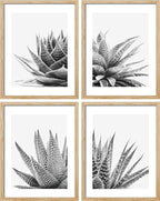SIGNWIN Framed Black White Snake Plant Agave Cactus Succulent Wall Art, Set of 4 Floral Botanical Wall Decor Prints, Nature Wilderness Wall Décor for Living Room, Bedroom - 12"x16" Natural